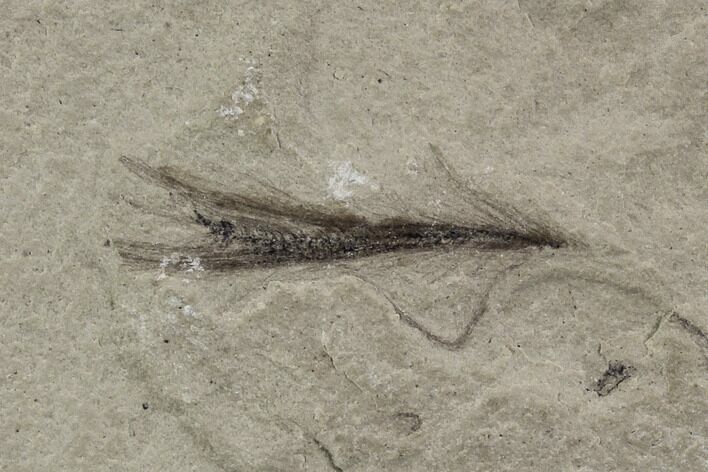 Fossil Feather - Green River Formation, Utah #97444
